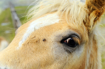 particolare occhio cavallo con criniera bianca