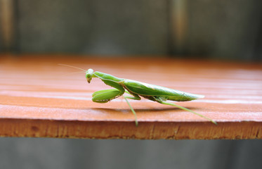 Mantis