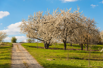Obraz premium Kirschblüte in Wiesbaden-Frauenstein/Deutschland