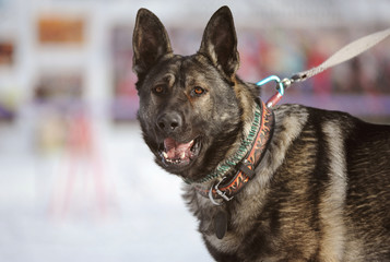 Портрет собаки породы немецкая овчарка