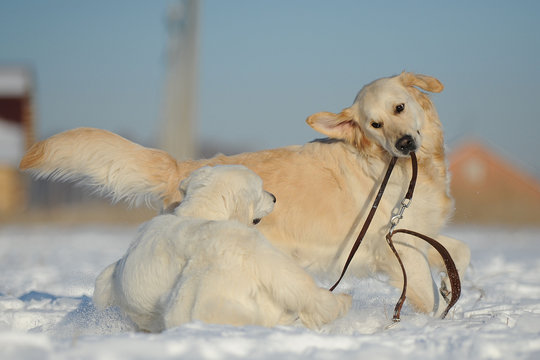 Две собаки породы лабрадор играют