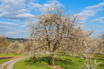 Kirschblüte in Wiesbaden-Frauenstein/Deutschland
