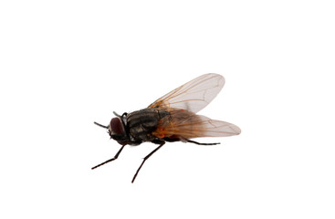 fly isolated