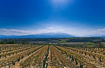 Vignoble des Pyrénées-Orientales sur sol caillouteu