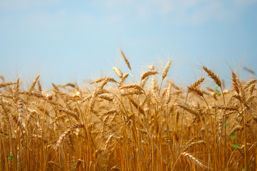 field of wheat