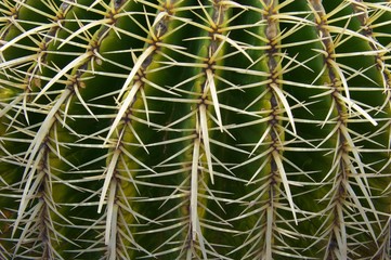 Cactus closeup.