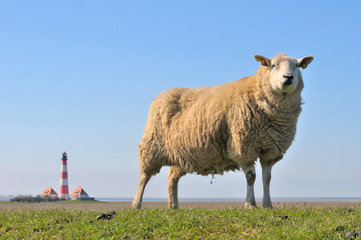 Schaf-Westerheversand