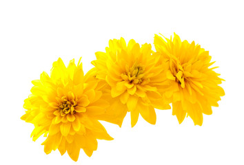 yellow chrysanthemum