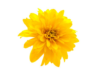 yellow chrysanthemum
