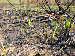 after the forest fire