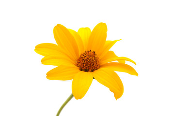 yellow flower isolated