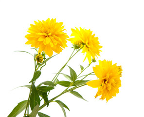 yellow chrysanthemum