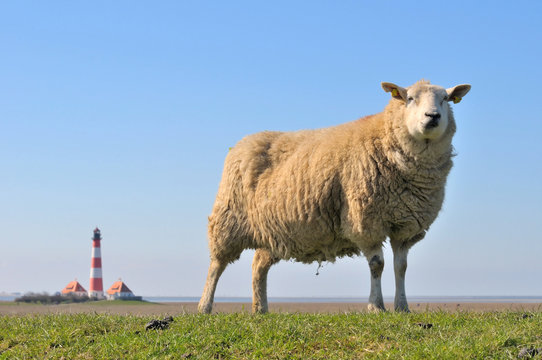 Schaf-Westerheversand