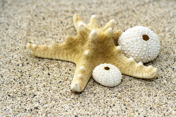 Fototapeta na wymiar Rozgwiazdy i muszle na piasku