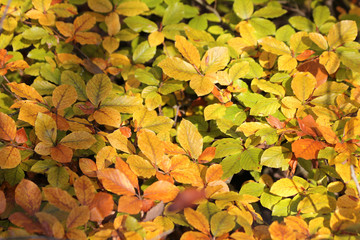 goldener Oktober - Laub