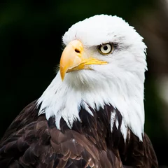 Door stickers Eagle Portrait of a bald eagle