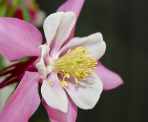 Naklejka premium A Pink Columbine Flower in the Buttercup Family