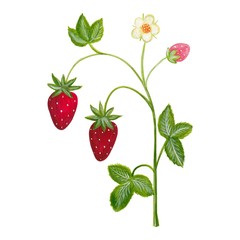 Artwork. strawberry plant
