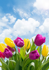 yellow and purple tulips © neirfy