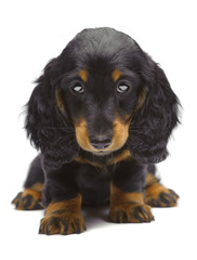 Portrait of puppy of Dachshund