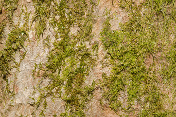 Moss-covered bark