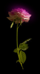 Rose in dark. Element of design.