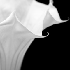 Datura flower