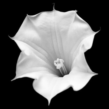 Fototapeta Datura flower