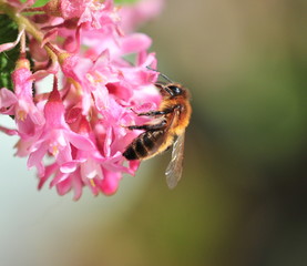 bee on pink flower