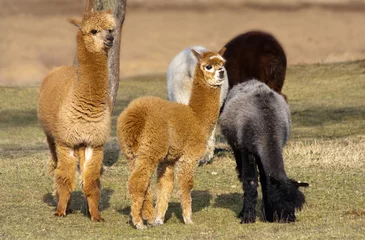 Aluminium Prints Lama Herd of alpacas
