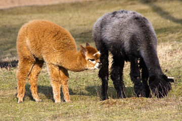 Fototapeta premium Alpacas