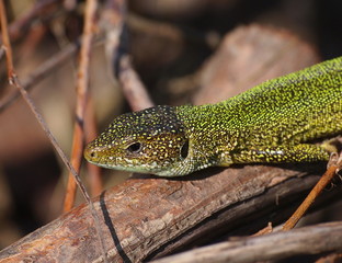 Green lizard, Lacerta