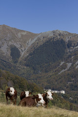 Fototapeta na wymiar calves grazing