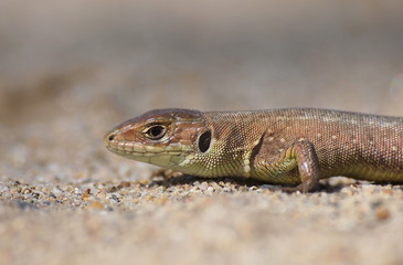 common lizard