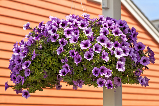 Petunia Hanging Basket