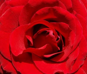 Naklejka premium Red rose