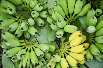 Overhead view of freshly harvested green and yellow bananas