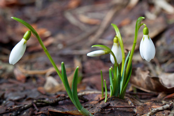White snowdrop in forest. Spring shot.