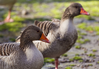 Patos