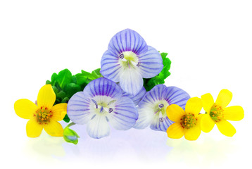 spring flowers