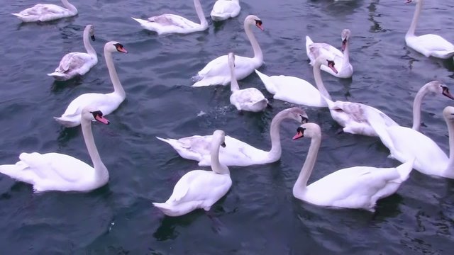 swans