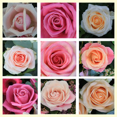 Nine big pink roses collage