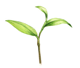 Watercolor illustration of young plant