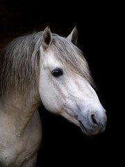 Obraz na płótnie Canvas Connemara Stallion Headshot
