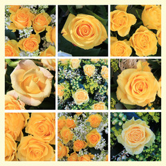 yellow rose collage