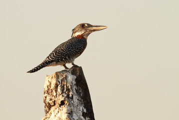 Giant Kingfisher
