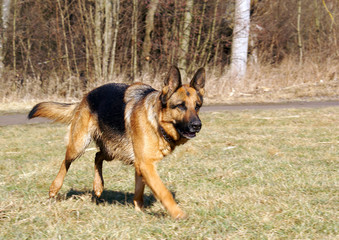 Schäferhund
