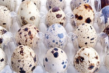 Background with quail eggs