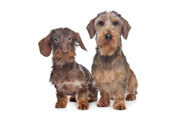 Two miniature Wire-haired dachshund dogs