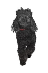 Black poodle